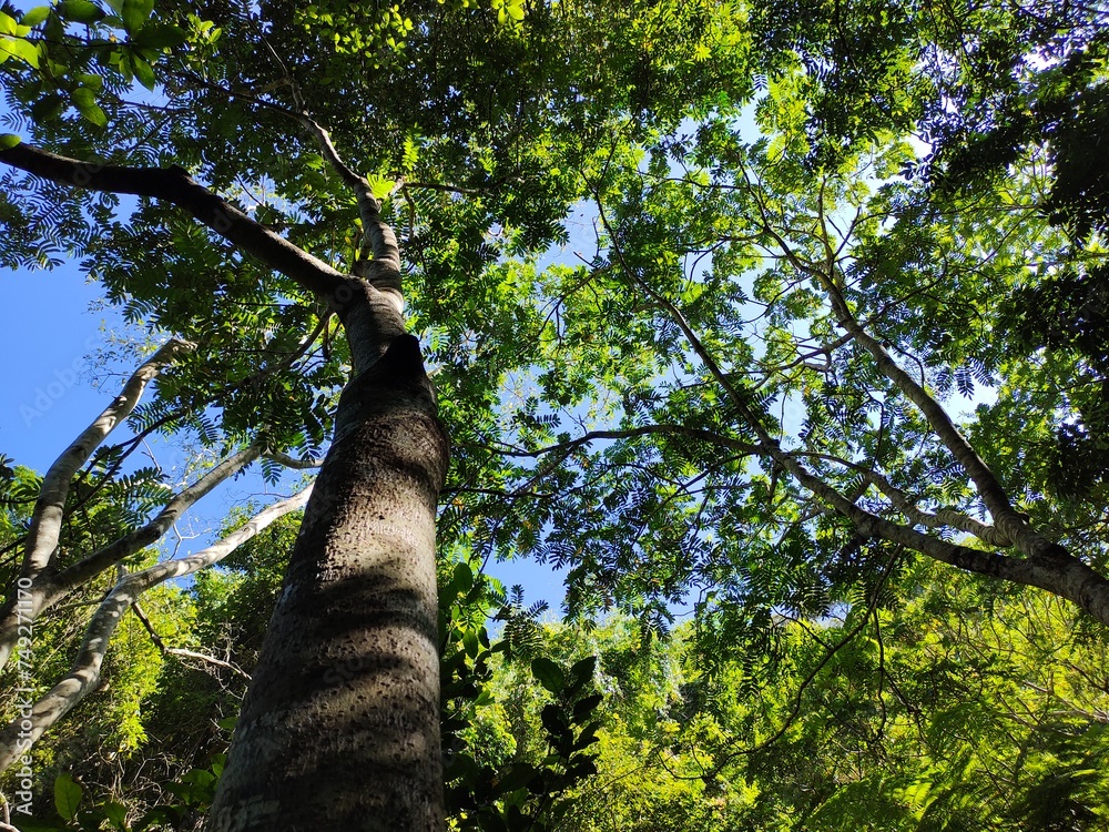 Fototapeta premium tree in the forest