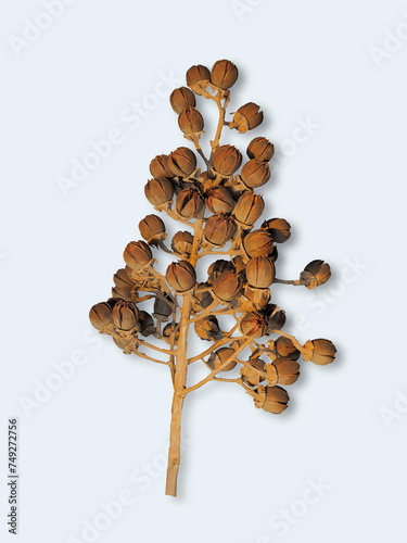 Pride of India dry seeds (Lagerstroemia speciosa) on branch isolated on white background, other common names :  Queen’s Flower, Queen’s Crape Myrtle.