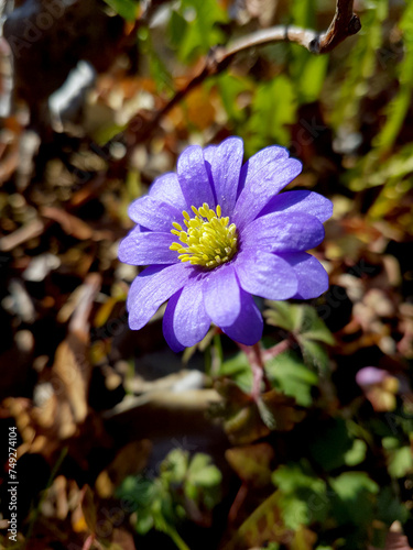 Balkan Windröschen - Anemone blanda