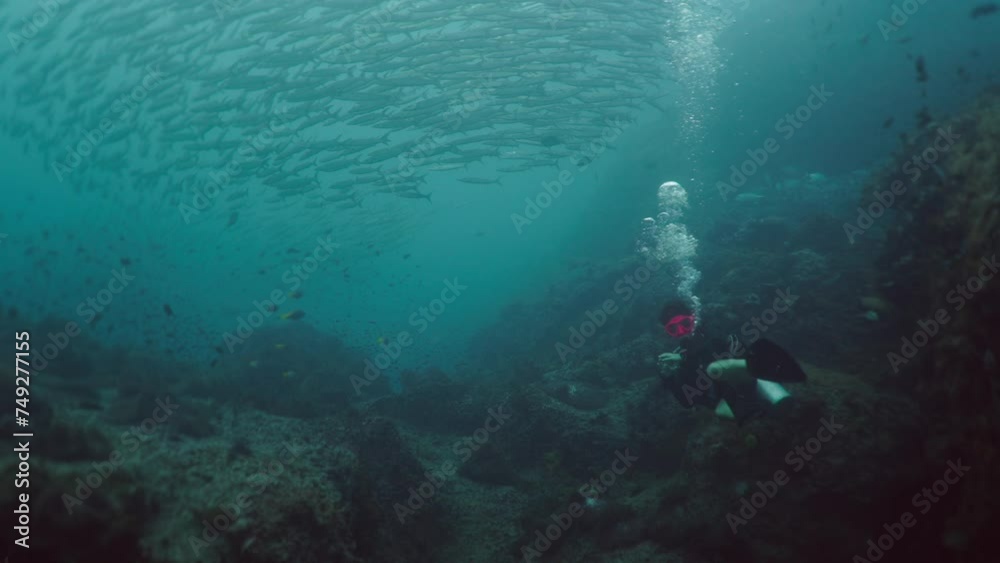 An unrecognizable diver observing barracudas An unrecognizable diver observing barracudas