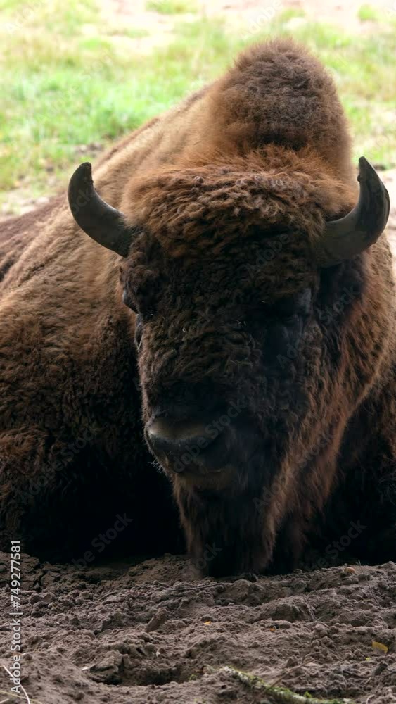 4K Vertical: European Wildlife - Bison 4K Vertical: European Wildlife - Bison