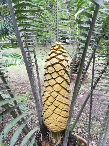 Encephalartos villosus male cones detail photo