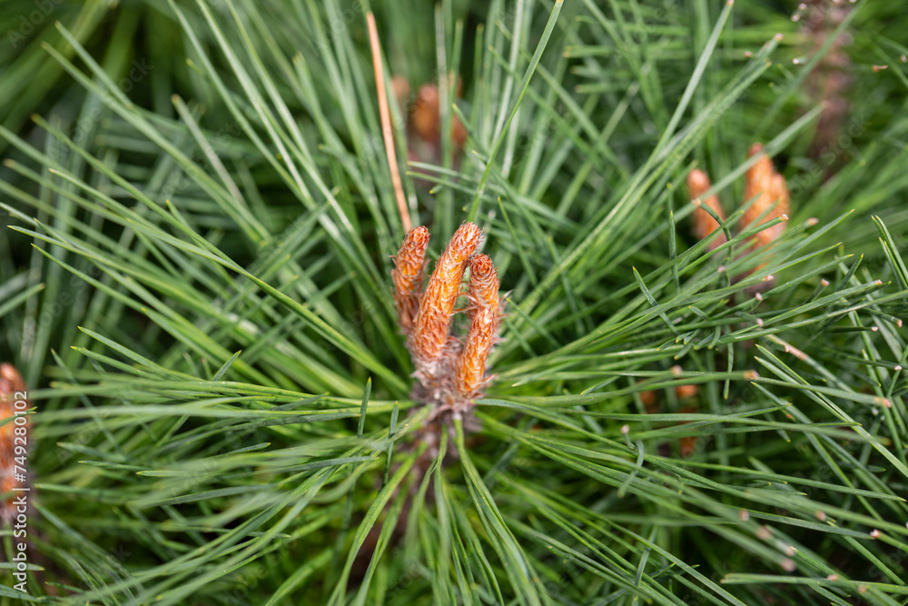 Background of green young coniferous twig with a young cone Background of green young coniferous twig with a young cone