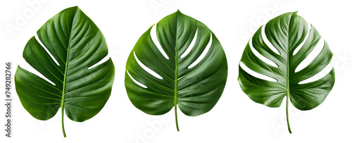 Monstera leaves, plant motif, decoration. Big leaves with holes, Green jungle leaf, atural of Tropical green leaves of leaf, isolated on a white and transparent Background, Top view 