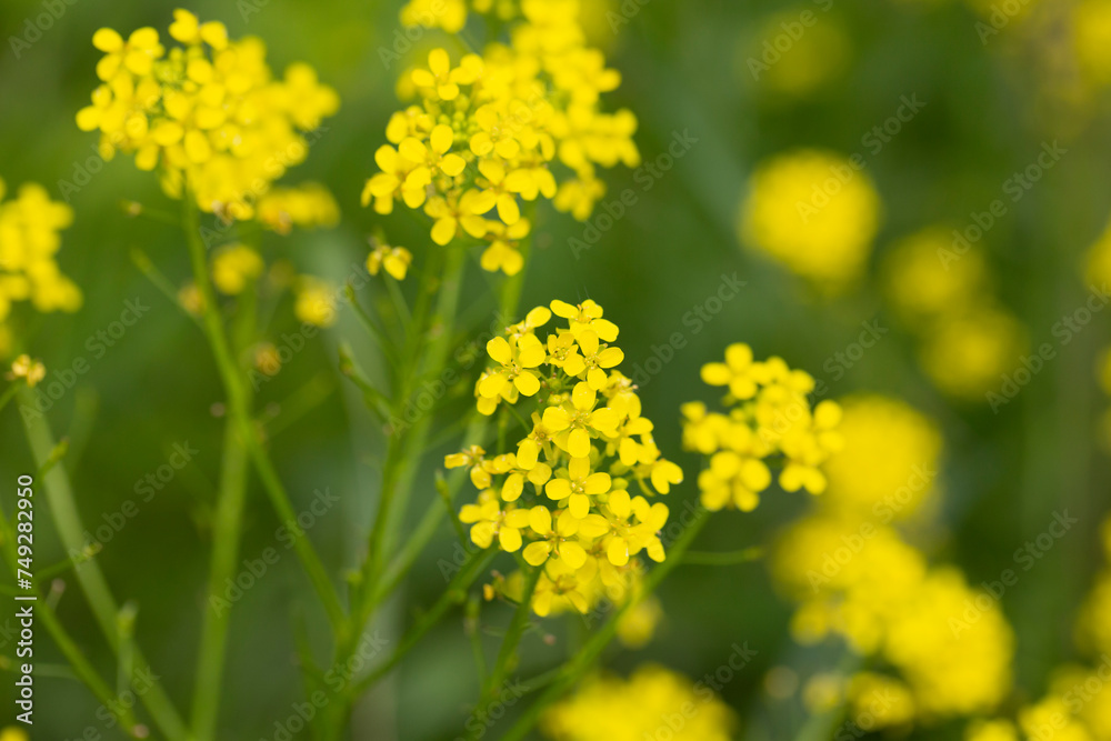 Barbarea arcuata or bittercress or herb barbara or wound rocket many yellow flowers background Barbarea arcuata or bittercress or herb barbara or wound rocket many yellow flowers background