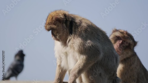 Barbary macaques on the Rock of Gibraltar close up