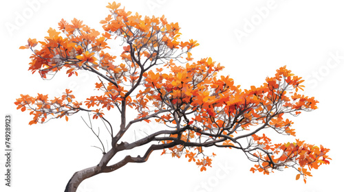 Autumnal element orange isolated tree on a white background