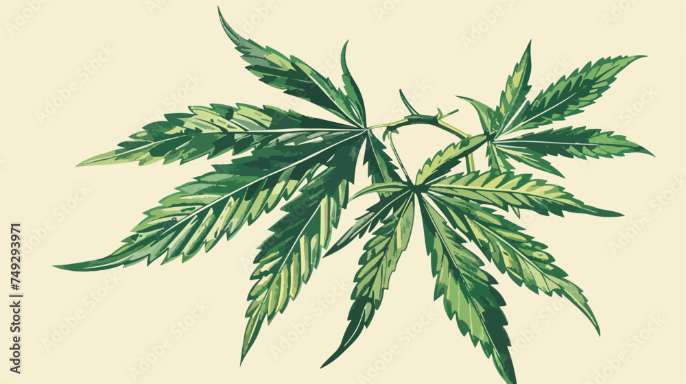 Marijuana leaf Cannabis leaf vector illustration dra