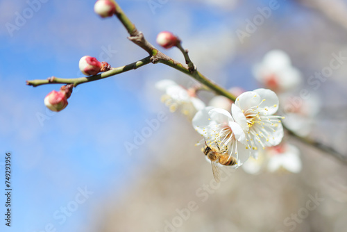 梅の花とミツバチ