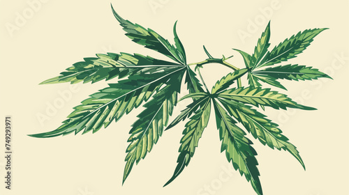Marijuana leaf Cannabis leaf vector illustration dra