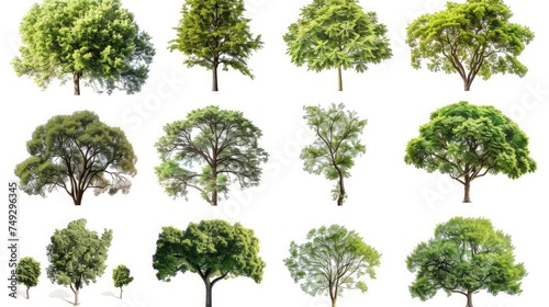 Collection of trees isolated on white background photo
