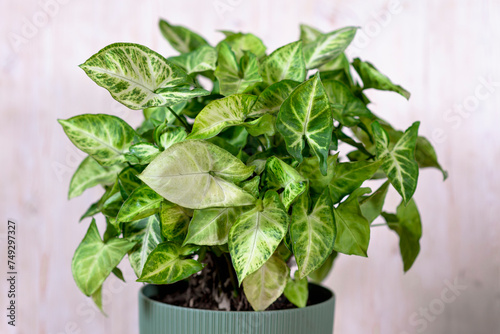 Syngonium podophyllum, Common names: arrowhead plant, arrowhead vine, arrowhead philodendron, goosefoot, African evergreen, and American evergreen, white butterfly 
