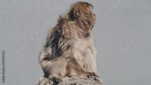 Barbary macaques on the Rock of Gibraltar close up
