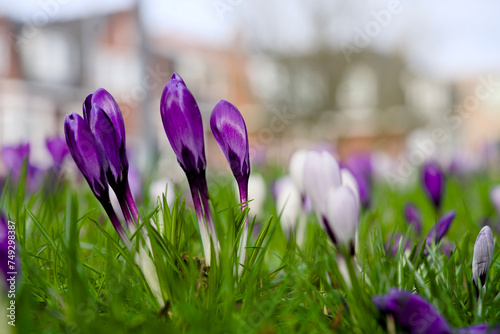 Close up of blooming purple crocuses in the spring