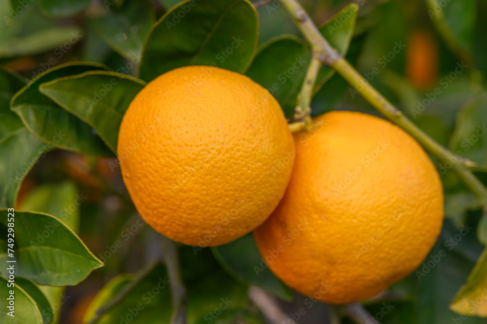 Close-up of ripe oranges hanging on a tree in an orange plantation garden 9 Close-up of ripe oranges hanging on a tree in an orange plantation garden 9