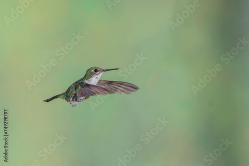 Andean Emerald (Amazilia franciae) in flight with horizontal wings and blurred green background photo