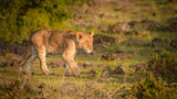 Lion cub ( Panthera Leo Leo) in the golden light of the morning sun, Olare Motorogi Conservancy, Kenya.
