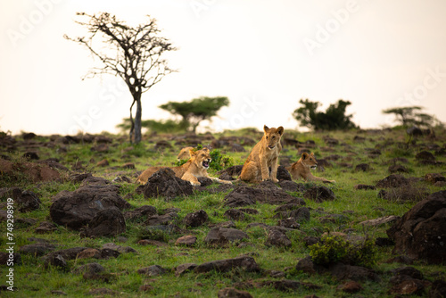 Lion ( Panthera Leo Leo) pride enjoying the evening, Olare Motorogi Conservancy, Kenya.