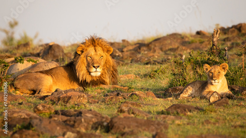 Male lion and cub ( Panthera Leo Leo) enjoying the golden light of the morning sun, Olare Motorogi Conservancy, Kenya.