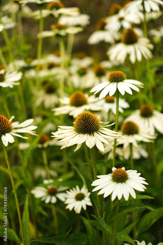 fleurs des champs colorées, marguerites et pâquerettes, jardin naturel fleurs des champs colorées, marguerites et pâquerettes, jardin naturel