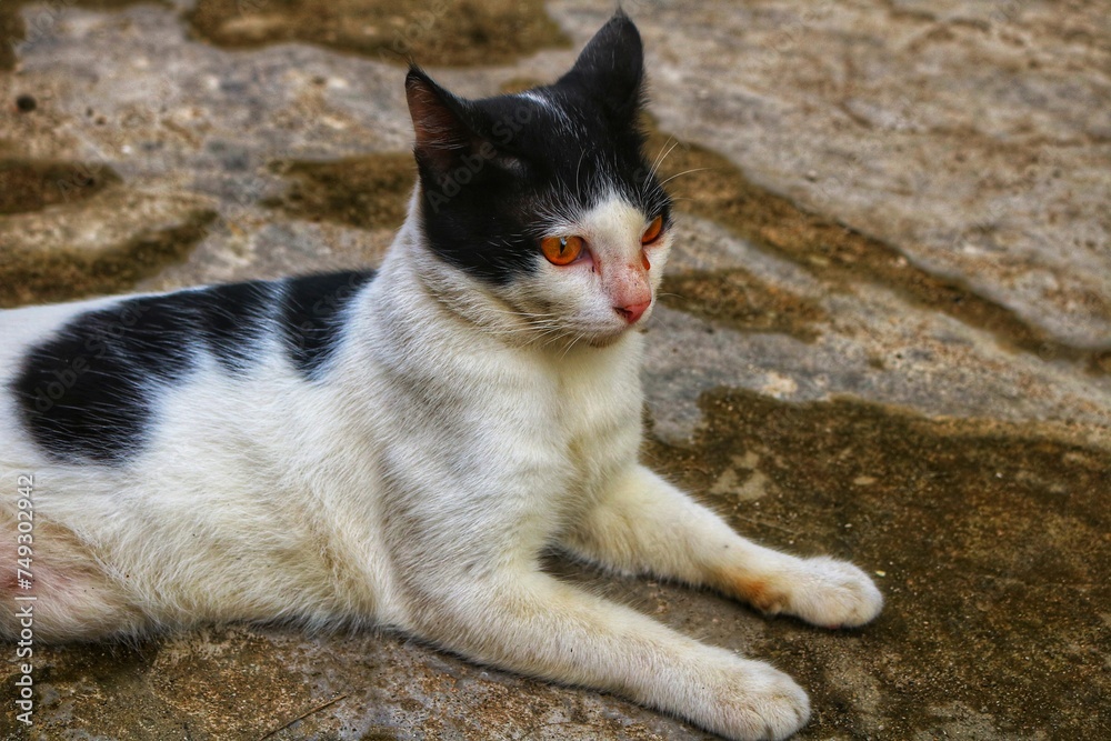 white cat on the beach