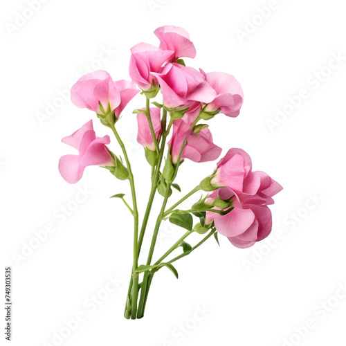Sweet Pea isolated on transparent background