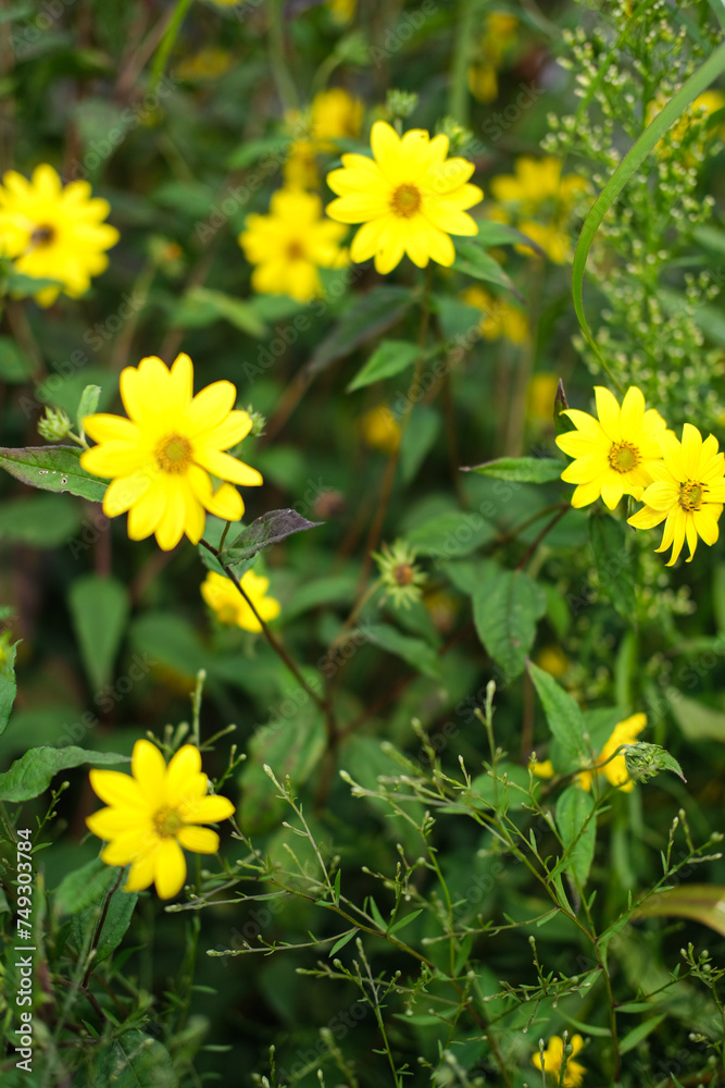fleurs des champs colorées, marguerites et pâquerettes, jardin naturel fleurs des champs colorées, marguerites et pâquerettes, jardin naturel