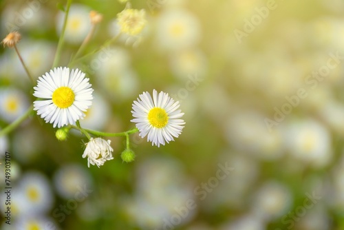 White daisies, warm sunlight