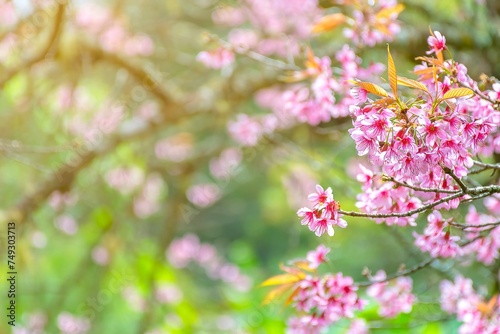 Wild Himalayan Cherry, thai sakura