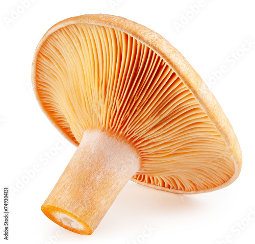 Saffron milk cap. Forest mushroom isolated on a white background