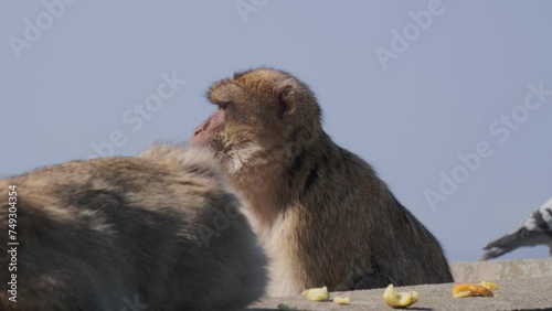 Barbary macaques on the Rock of Gibraltar close up