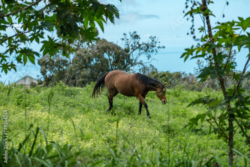 Horses in pasture. Sun Yat Sen Park, Kula, Maui Hawaii © youli zhao