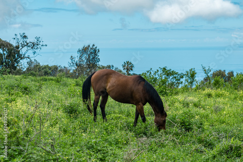 Horses in pasture. Sun Yat Sen Park, Kula, Maui Hawaii