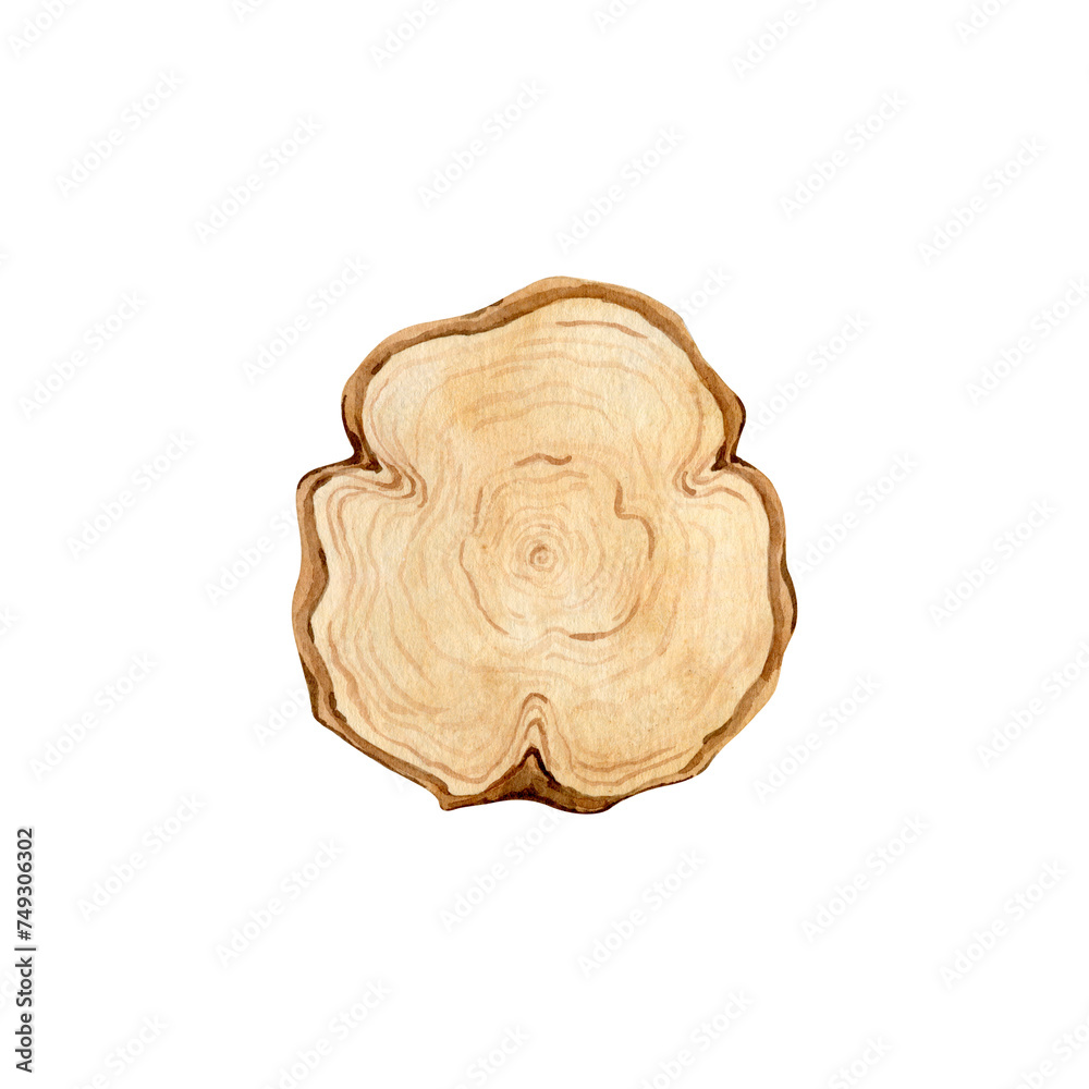 Watercolor wood slice clipart Illustration Watercolor wood slice clipart Illustration