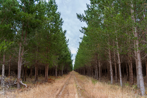 Pine forest in South Australia.