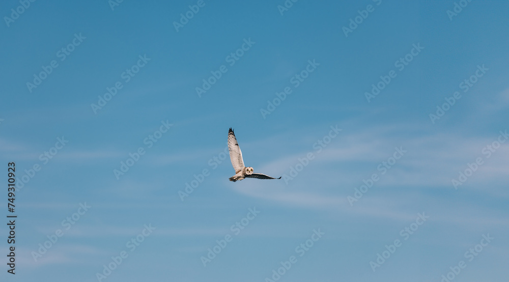 Short eared owl in flight against blue sky Short eared owl in flight against blue sky