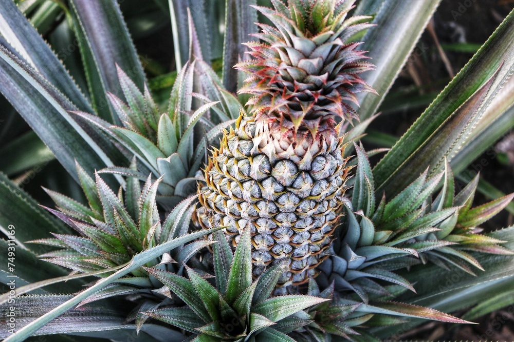 Pineapple, with its prickly exterior and sweet, juicy flesh, is a tropical fruit beloved for its refreshing taste and versatility. This tropical fruit is characterized by its rough, spiky skin and cro Pineapple, with its prickly exterior and sweet, juicy flesh, is a tropical fruit beloved for its refreshing taste and versatility. This tropical fruit is characterized by its rough, spiky skin and cro