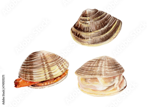 ハマグリ   手描き水彩画