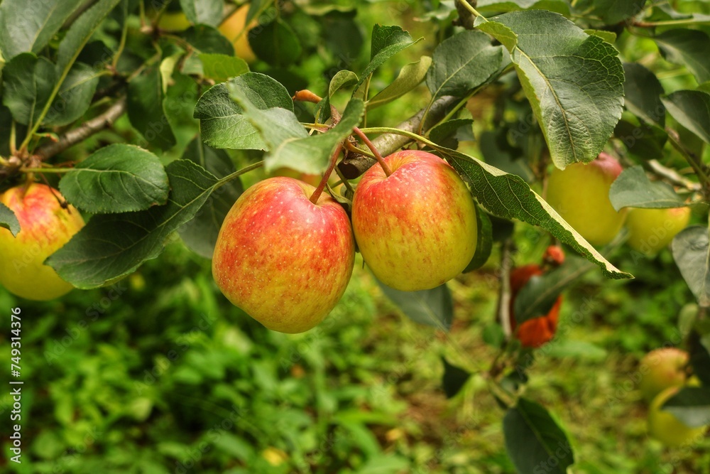 apples on a branch