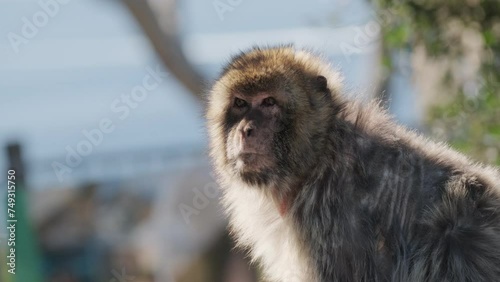 Barbary macaque on the Rock of Gibraltar close up
