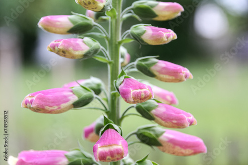 Fototapeta Naklejka Na Ścianę i Meble -  Fingerhut blüht in einem Garten