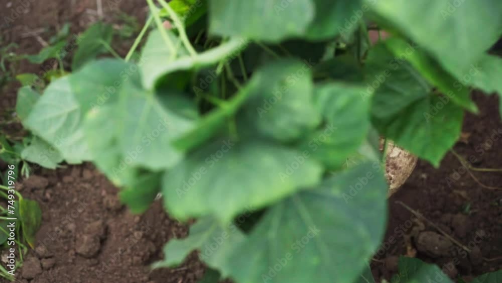 Indonesian farmers harvest fresh jicama or mexican turnip from the fields Indonesian farmers harvest fresh jicama or mexican turnip from the fields