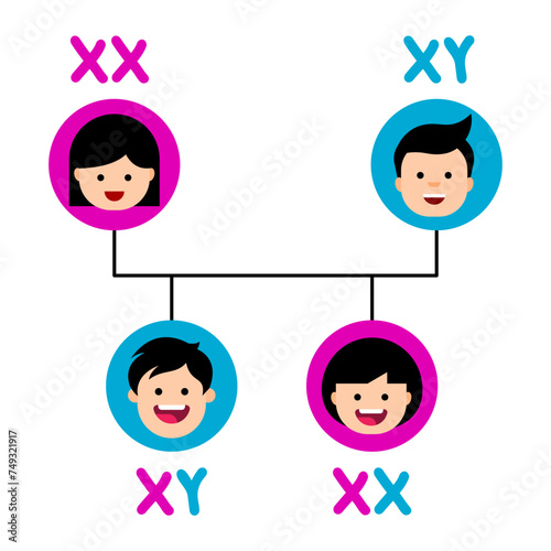 Sex chromosomes in humans. Genetic sex determination from mother and father. Family tree chart. Biological parents with daughter and son. X and Y chromosome inheritance. Vector illustration. 