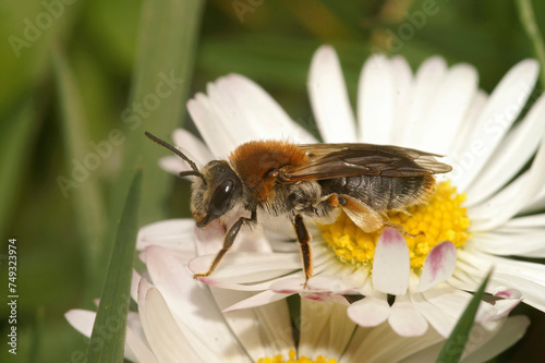 Closeup on a female orange-tailed, mining bee, Andrena haemorrhoa, sitting on a white common daisy flower