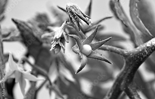tomato plant in a pot
