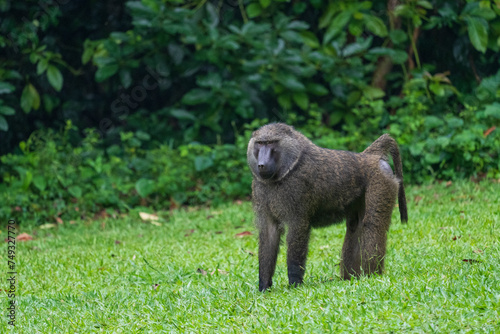 Baboon