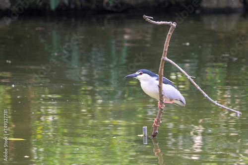 Black-crowned Night-Heron (Nycticorax nycticorax) perching on a branch in the pond. Copy space wallpaper.