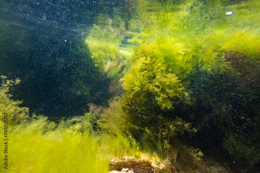 wave move torn algal mess after storm, green algae Ulva, Cladophora, Bryopsis in low salinity Black sea, littoral zone pollution ecology disaster, water surface reflection, aquascape inspiration wave move torn algal mess after storm, green algae Ulva, Cladophora, Bryopsis in low salinity Black sea, littoral zone pollution ecology disaster, water surface reflection, aquascape inspiration