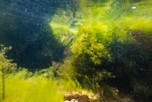 wave move torn algal mess after storm, green algae Ulva, Cladophora, Bryopsis in low salinity Black sea, littoral zone pollution ecology disaster, water surface reflection, aquascape inspiration photo
