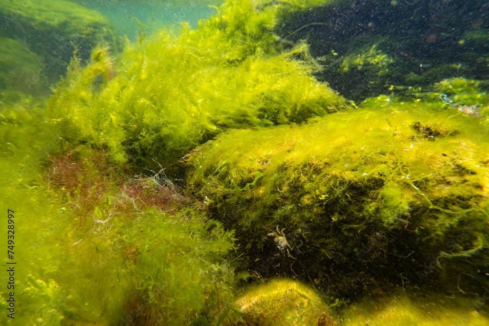 green algae Cladophora, Bryopsis, Ulva oxygenate in laminar flow, low salinity Black sea biotope, littoral zone snorkel, sunny water surface reflection, storm weather torn algal mess, shallow dof green algae Cladophora, Bryopsis, Ulva oxygenate in laminar flow, low salinity Black sea biotope, littoral zone snorkel, sunny water surface reflection, storm weather torn algal mess, shallow dof